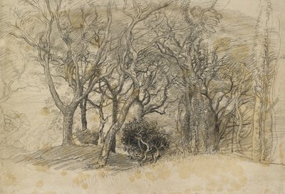 Study of Trees, Clovelly Park, 1834 by Samuel Palmer